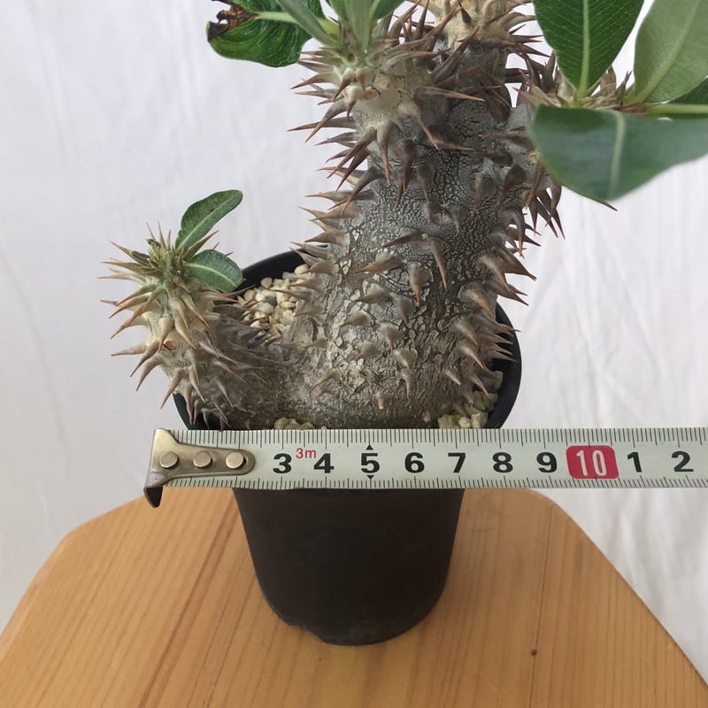 パキポディウム ブレビカリックス 実生 densiflorum var. brevicalyx