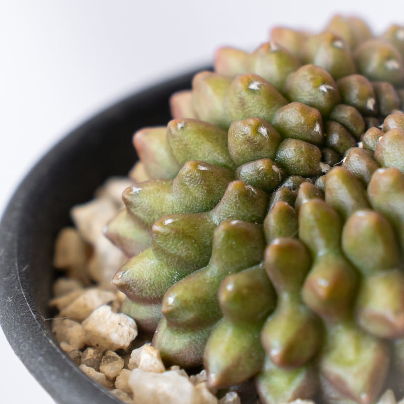 ギムノカリキウム 刺無牡丹玉 Gymnocalycium mihanovichii サボテン