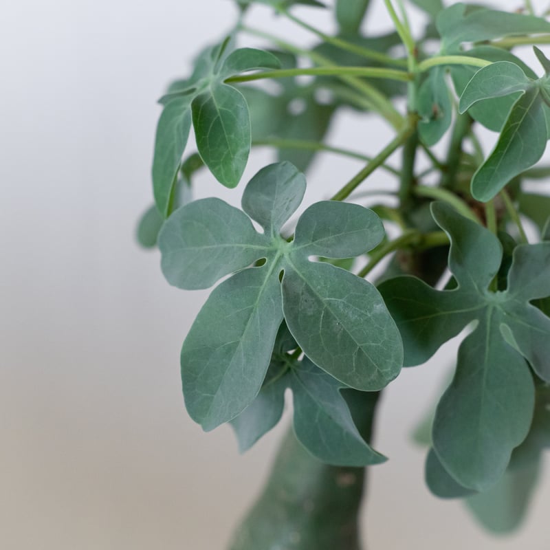 アデニア グラウカ 幻蝶かずら Adenia glauca 塊根植物 コーデックス