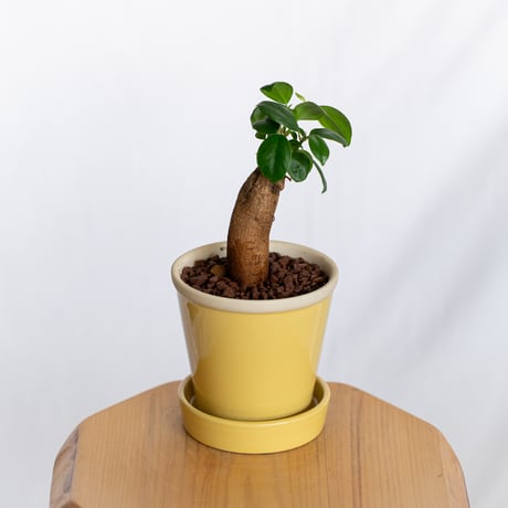 ガジュマル 鉢セット Ficus microcarpa キジムナー 多幸の木 新築祝い 塊根植物 多肉植物 静岡 ANTIDOTE 通販 S1292
