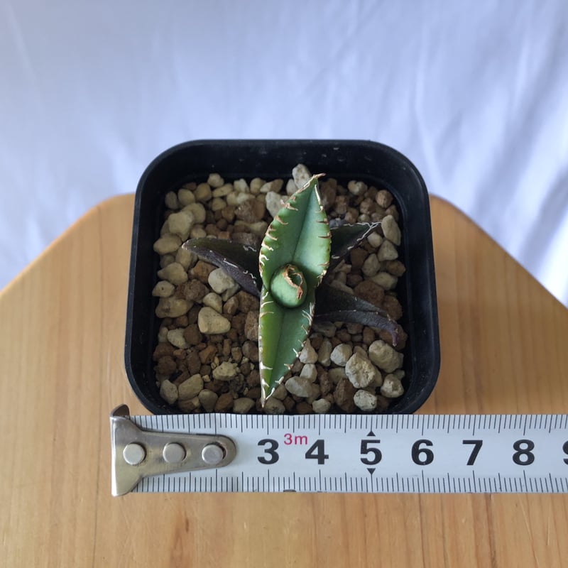 アガベ　清櫻発根済み子株 発根済み‼︎】アガベ 清櫻 子株②