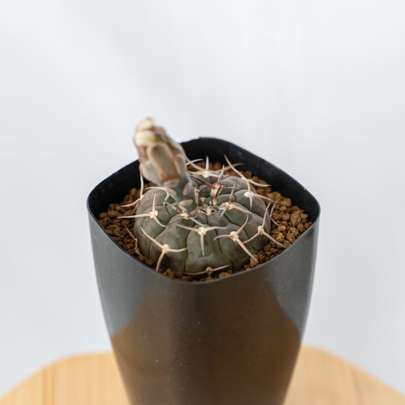 ギムノカリキウム バリスピナム 武勲丸 実生 Gymnocalycium balispinum
