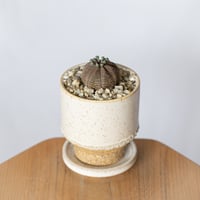 ユーフォルビア オベサ 鉢セット Euphorbia obesa 多肉植物 珍奇植物 静岡 ANTIDOTE 通販 S1327