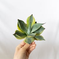 アガベ チタノタ 鷹の目 鷹眼【発根管理中】TC株 Agave titanota Hawk e