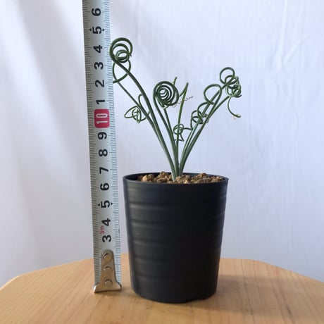 アルブカ ナマクエンシス Albuca Namaquensis 観葉植物 多肉植物 冬型 静岡 ANTIDOTE 通販 S204