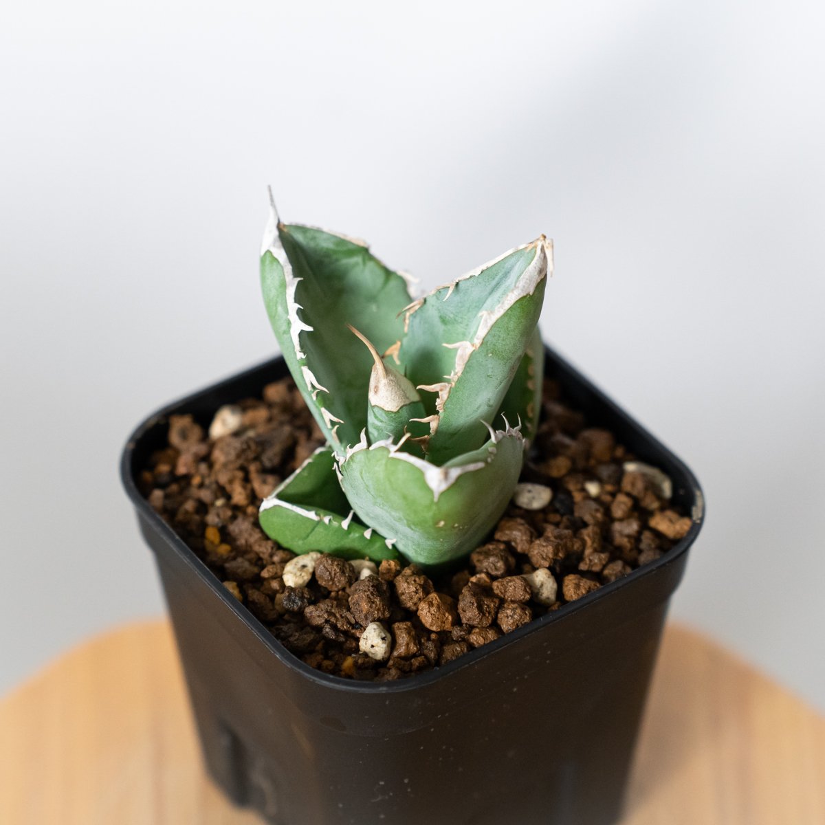 アガベ チタノタ 大白鯊 ホオジロザメ 【発根管理中】TC株 Agave