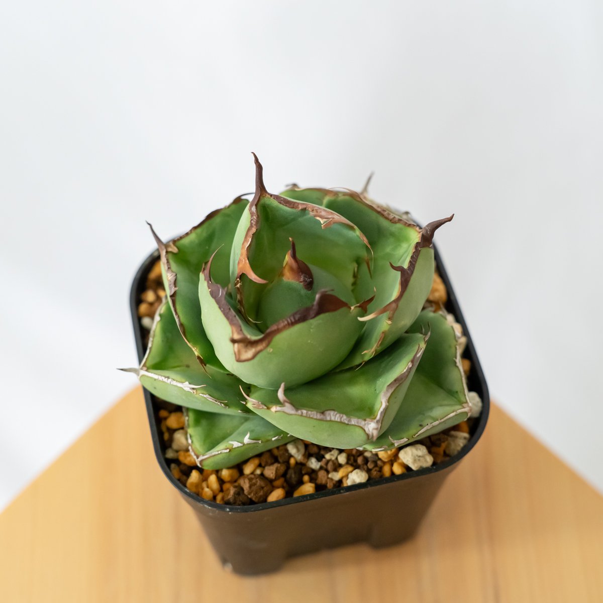 【コレクション株】アガベ チタノタ 純血ジャガーノート 中株 アガベ チタノタ ジャガーノート 純血 / Agave titanota