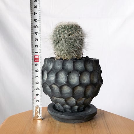 マミラリア 玉翁 鉢セット Mammillaria hahniana サボテン 多肉植物 観葉植物 静岡 ANTIDOTE 通販 S1338