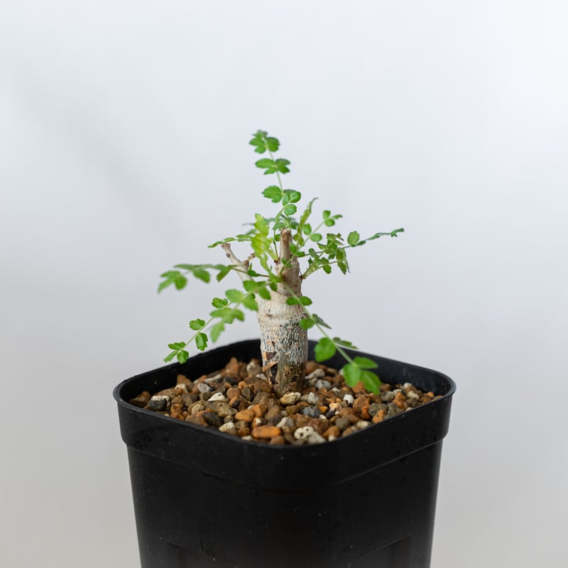ボスウェリア ネグレクタ 実生 Boswellia neglecta 多肉植物 珍奇植物
