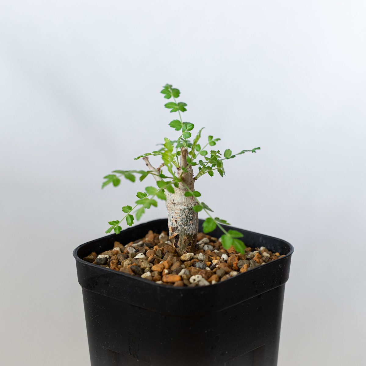 ボスウェリア ネグレクタ 実生 Boswellia neglecta 多肉植物 珍奇植物