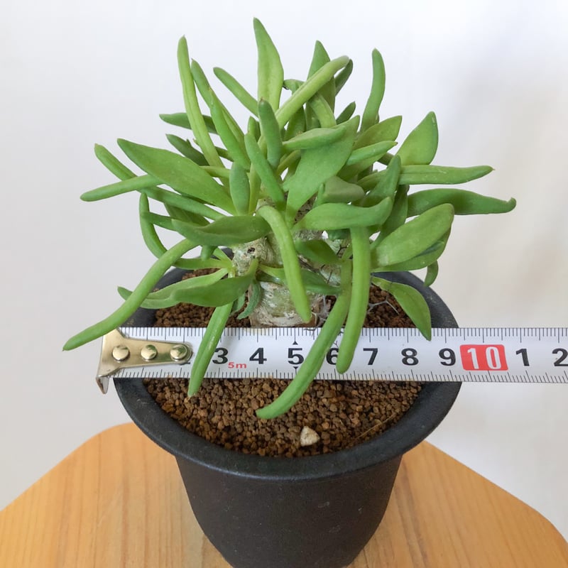 万物想 チレコドン レティキュラーツス 実生 Tylecodon reticulatus