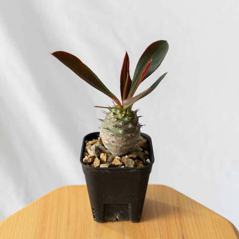 ユーフォルビア パキポディオイデス Euphorbia pachypodioides 多肉植物