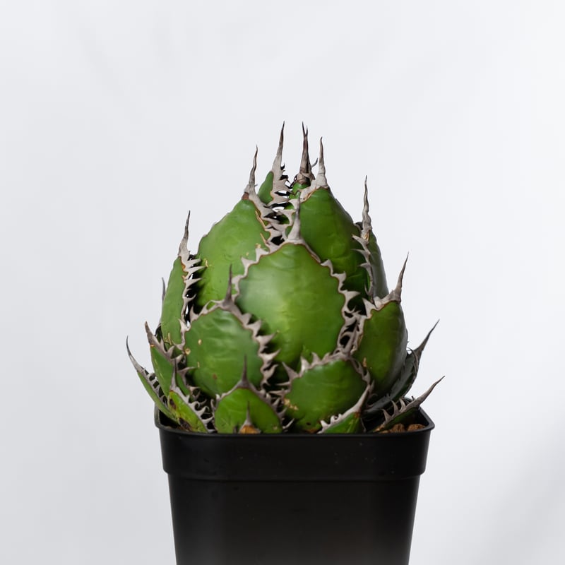 植物アガベ ホリダ 希少な球体タイプ（コレクション整理のため出品） アガベ ホリダ 実生 短葉 選抜個体 「Agave Horida」 AG1-838 | EM