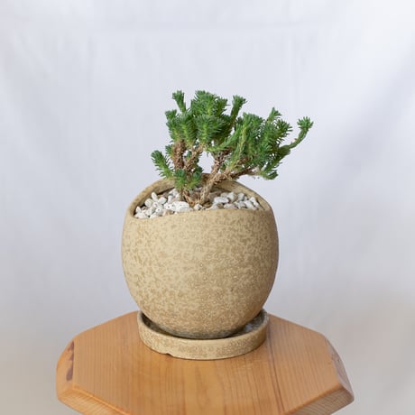 ユーフォルビア ムルチセプス 鉢セット 多頭キリン Euphorbia multiceps 塊根植物 多肉植物 珍奇植物 静岡 ANTIDOTE 通販 S1389