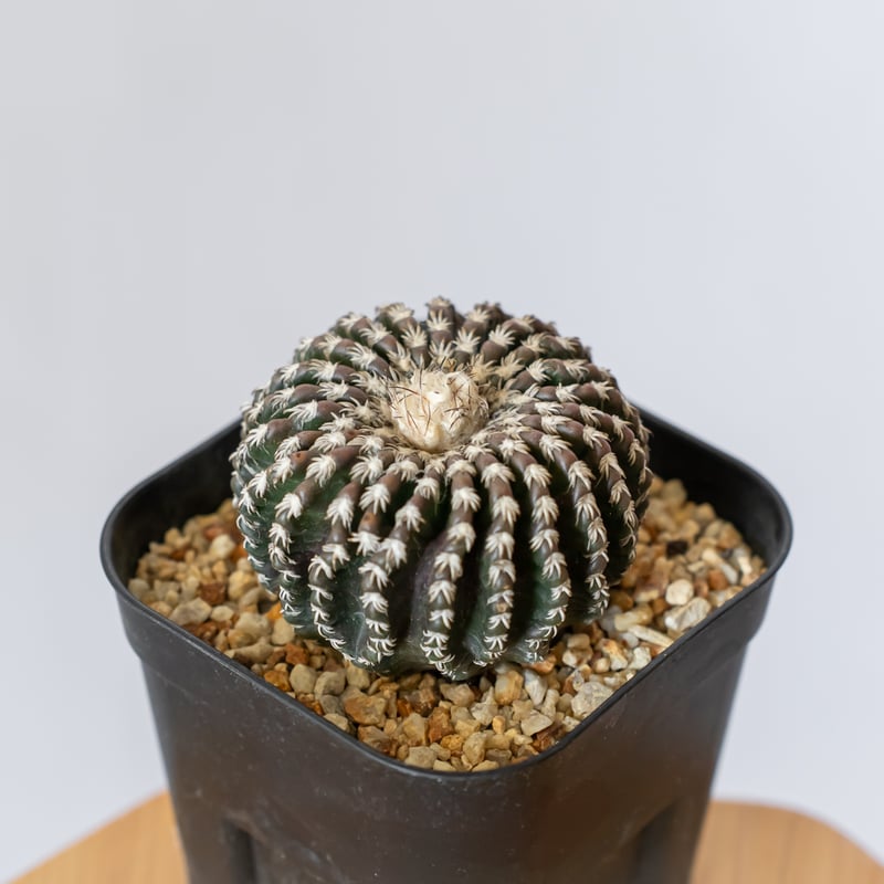 ディスコカクタス ホルスティ 実生 美株 Discocactus horstii サボテン