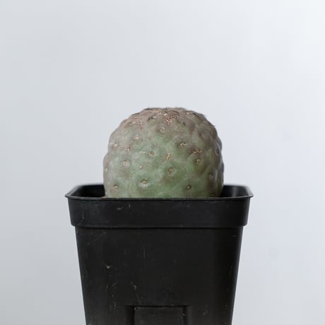 テフロカクタス ゲオメトリクス 実生 Tephrocactus geometricus サボテン 多肉植物 珍奇植物 静岡 ANTIDOTE 通販 S1477