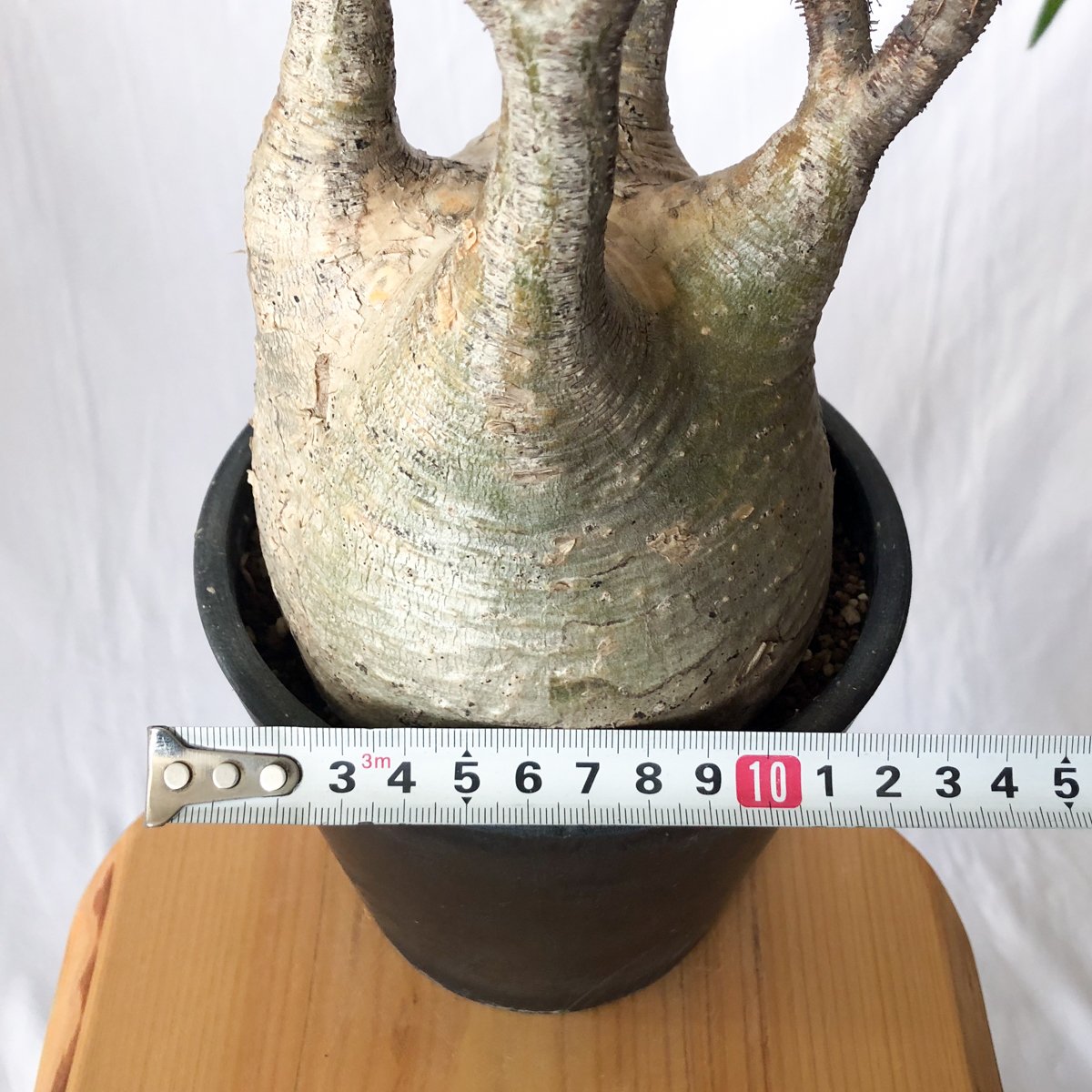 パキポディウム グラキリス 大株 pachypodhium Gracilius 塊根植物 コー
