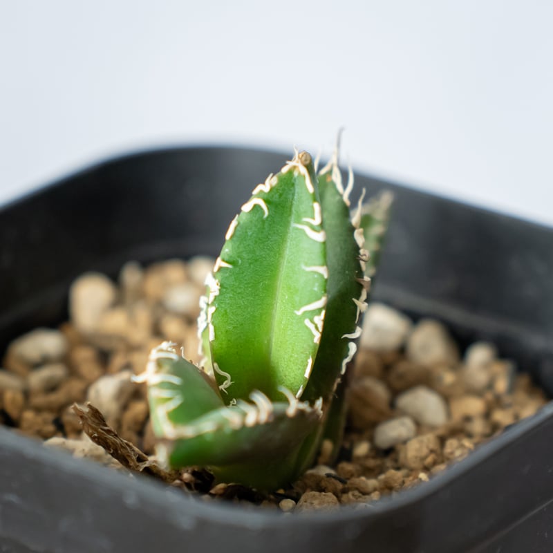 多肉植物アガベ チタノタ白豪刺T C子株 【公式通販】