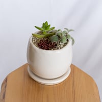 多肉植物 寄せ植え 鉢セット インテリア 多肉植物 観葉植物 珍奇植物 静岡 ANTIDOTE 通販 S1280