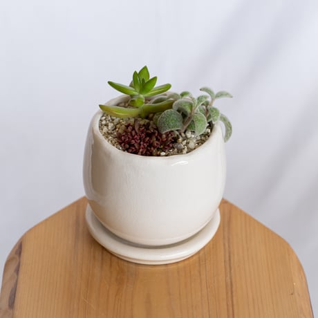 多肉植物 寄せ植え 鉢セット インテリア 多肉植物 観葉植物 珍奇植物 静岡 ANTIDOTE 通販 S1280