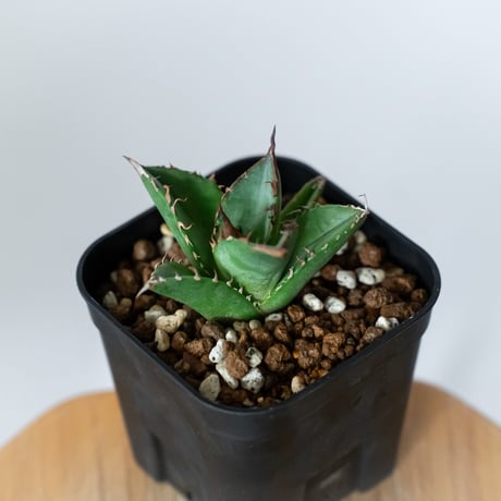 アガベ チタノタ 緑犀牛【発根管理中】TC株 Agave titanota Green rhino 多肉植物 珍奇植物 静岡 通販 ANTIDOTE S1449