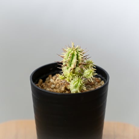 ユーフォルビア 紅彩閣錦 エノプラ 斑入り Euphorbia enopla 塊根植物 多肉植物 珍奇植物 静岡 ANTIDOTE 通販 S982