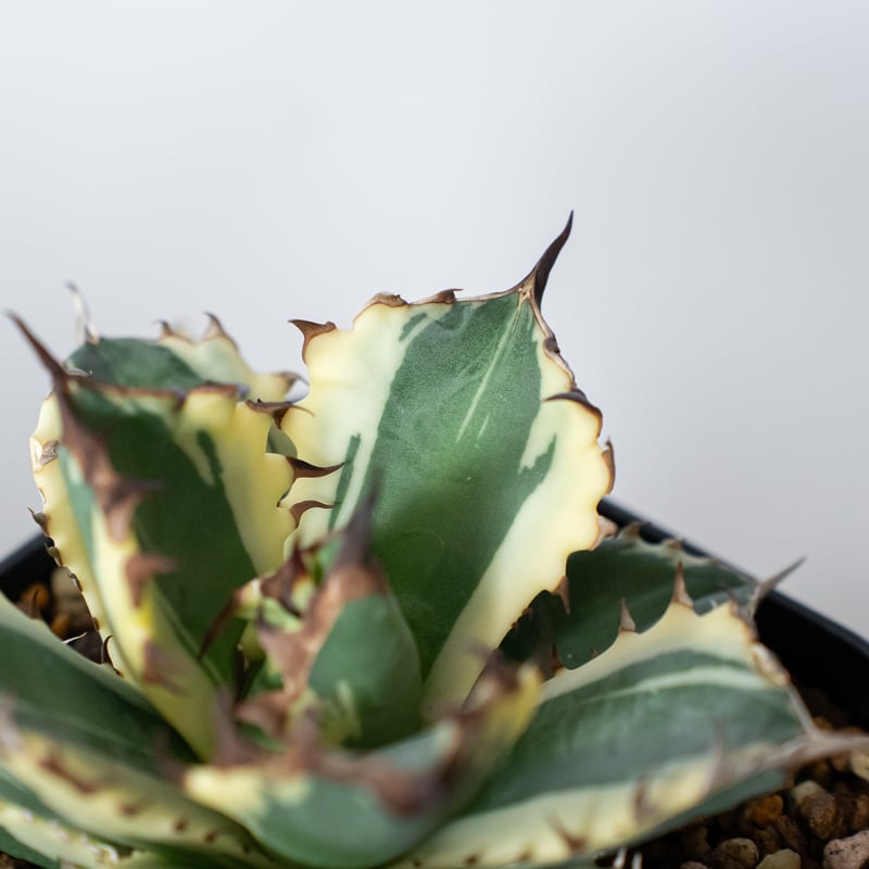 【アガベ】姫厳龍　ベアルート アガベ チタノタ 姫厳竜 白覆輪 姫厳竜錦 姫厳龍錦 TC株 ベアルート