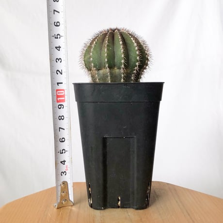ユーベルマニア ペクチニフェラ 実生 Uebelmannia pectinifera サボテン 多肉植物 珍奇植物 静岡 ANTIDOTE 通販 S1379