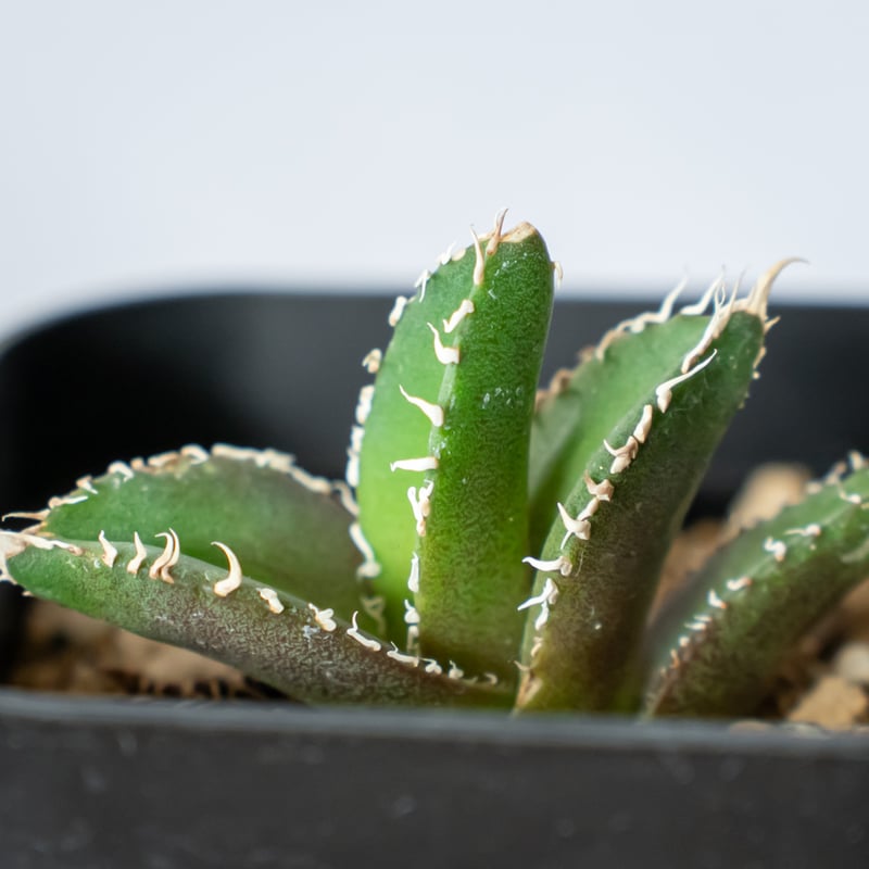 アガベ チタノタ 白豪刺【発根管理中】 Agave titanota TC株