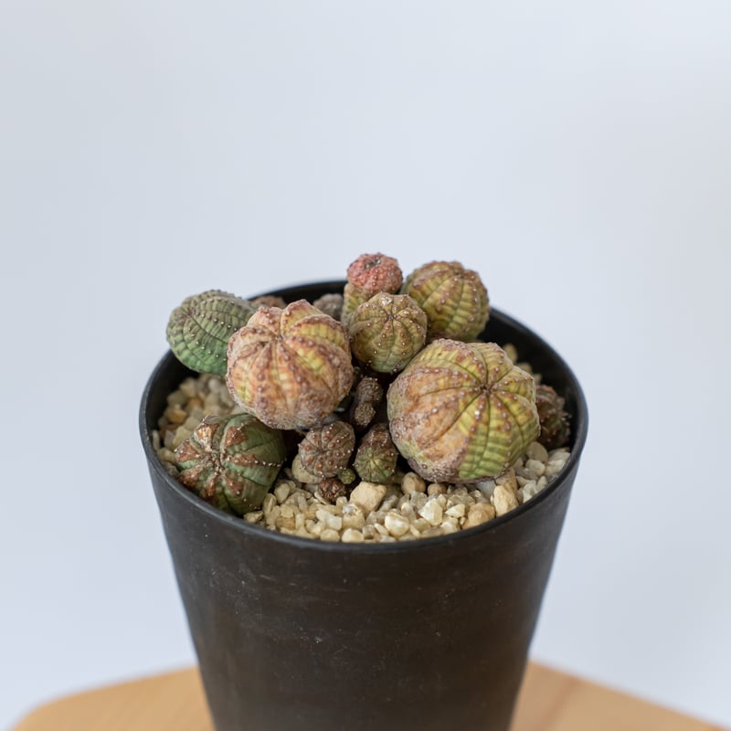 ユーフォルビア オベサ カエスピトーサ Euphorbia obesa Caespitosa