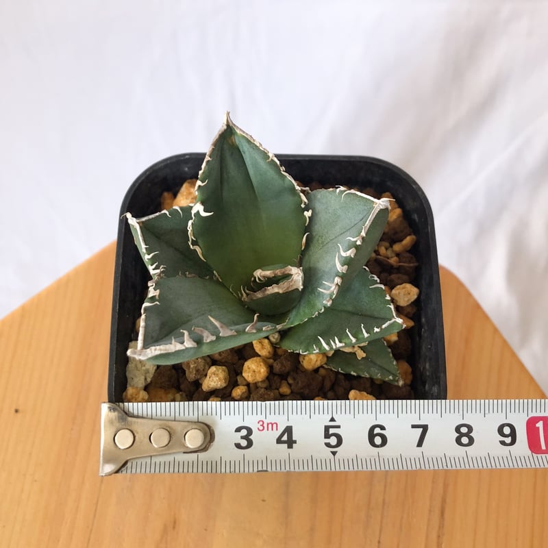 多肉植物アガベ チタノタ 魔丸 アガベ チタノタ 魔丸 agave titanota imps 多肉植物 珍奇植物 ANTID