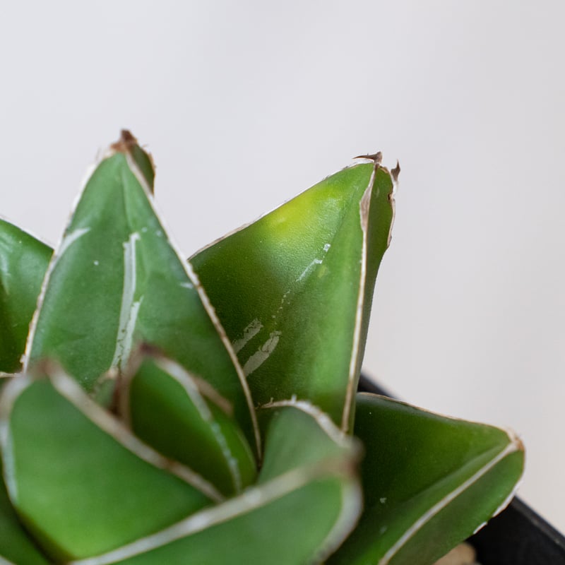 アガベ 笹の雪 桃太郎 OC株【発根管理中】Agave victoriae-reginae 多