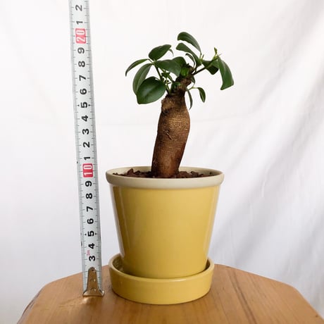 ガジュマル 鉢セット Ficus microcarpa キジムナー 多幸の木 新築祝い 塊根植物 多肉植物 静岡 ANTIDOTE 通販 S1292