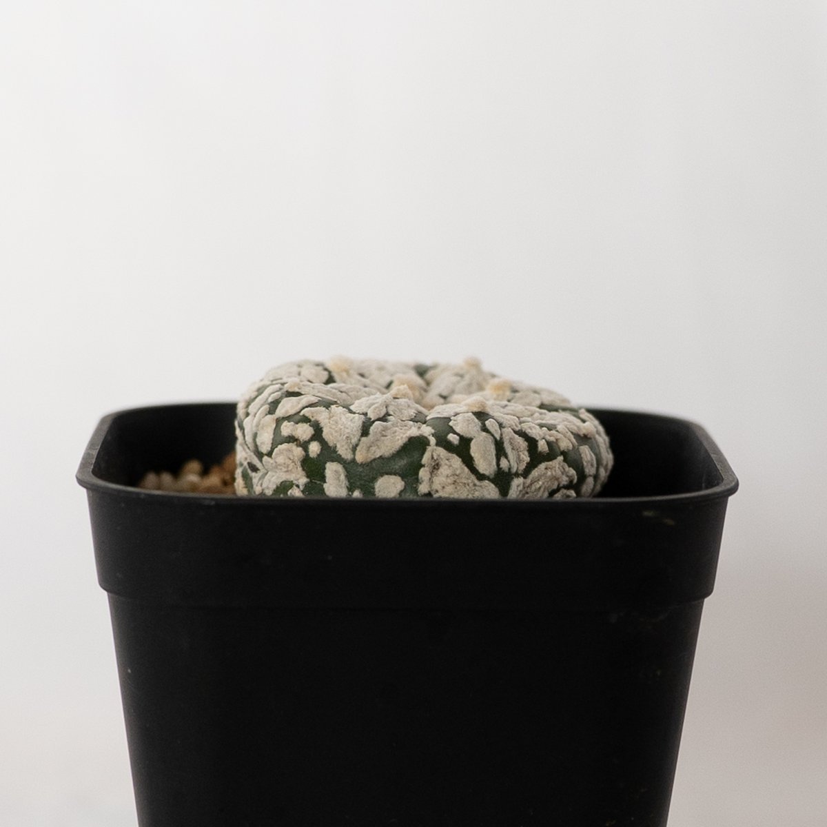 かよぱぁ　スーパー兜 Vアロータイプ　ヒトデタイプ（全幅9.7cm）美株 アストロフィツム〝スーパー兜″ アロータイプ / Astrophytum