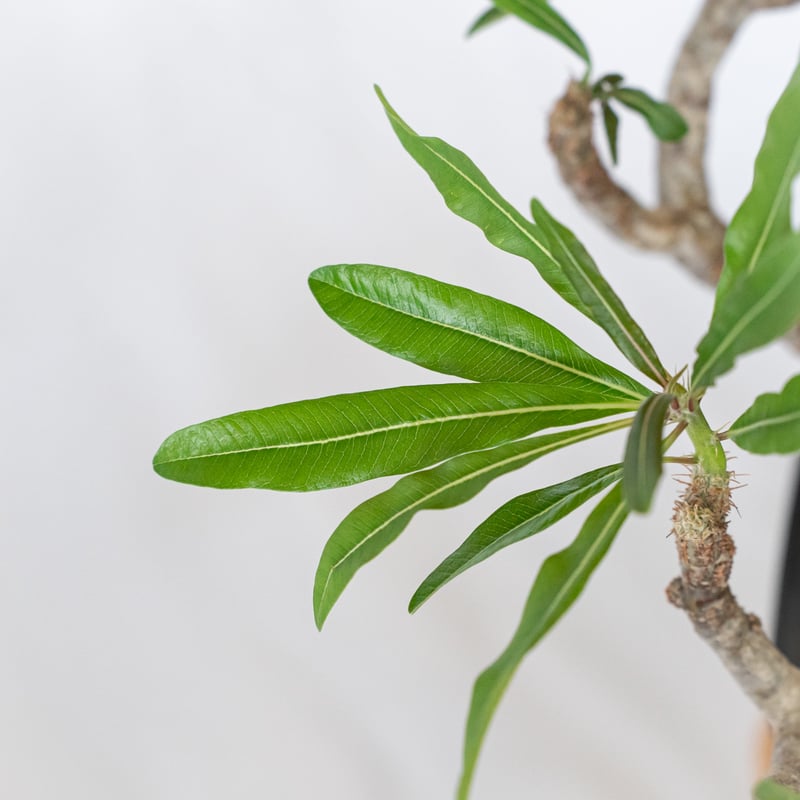 パキポディウム　グラキリス現地球 大株‼️ 最終値下げ‼️ パキポディウム グラキリス 現地球 大株 pachypodhium Gracilius