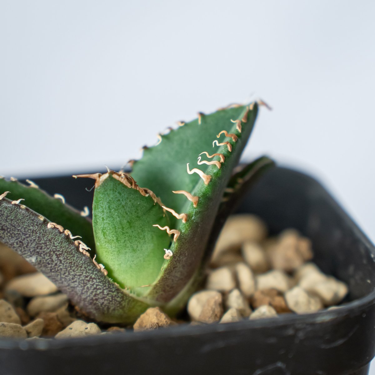 アガベ チタノタ 清櫻【発根管理中】TC株 Agave titanota Seiou