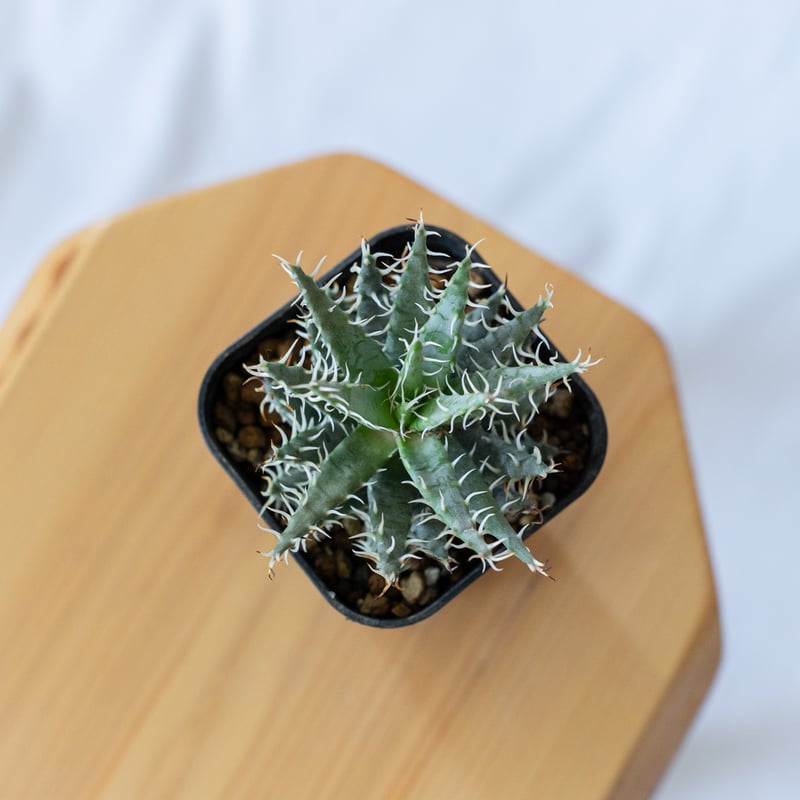 アロエ エリナケア Aloe melanacantha v. erinacea 多肉植物 珍奇