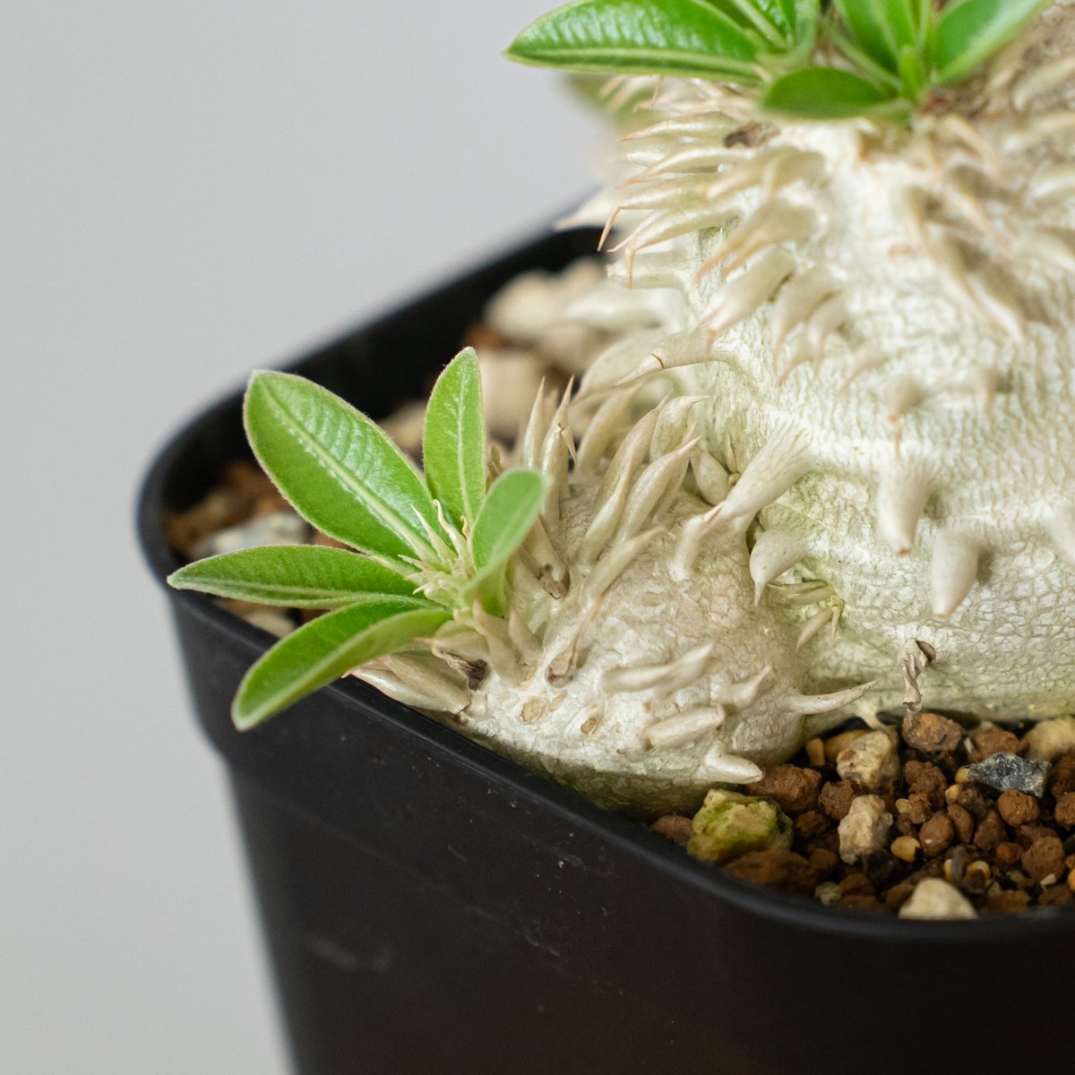 パキポディウム エブレネウム 実生 塊根植物 eburneum パキポディウム エブレネウム 実生 Pachypodium eburneum 塊根植物