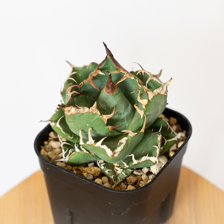 アガベ 魔丸　健康的な植物 鉢付きセット　高さ15cm アガベ 魔丸 - papagreen's diary