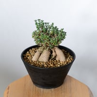 トリコディアデマ ブルボスム 姫紅小松 実生 Trichodiadema bulbosum 盆栽 塊根植物 コーデックス 多肉植物 珍奇植物 静岡 ANTIDOTE 通販 S1502