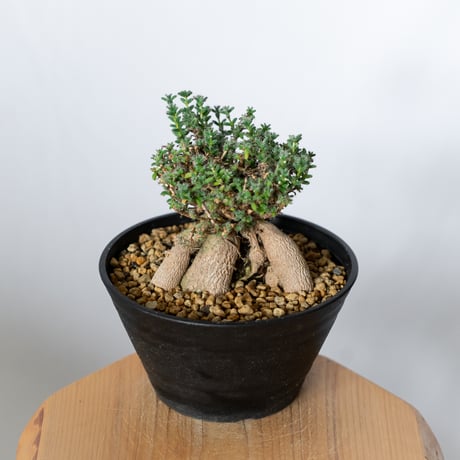トリコディアデマ ブルボスム 姫紅小松 実生 Trichodiadema bulbosum 盆栽 塊根植物 コーデックス 多肉植物 珍奇植物 静岡 ANTIDOTE 通販 S1502