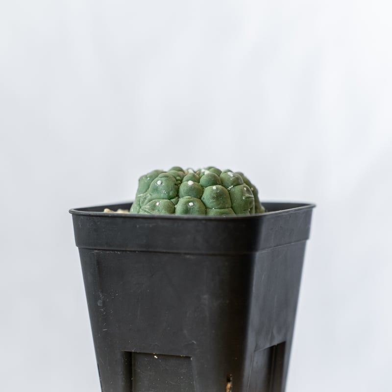 アストロフィツム 亀甲兜 リザードスキン Astrophytum Asteria