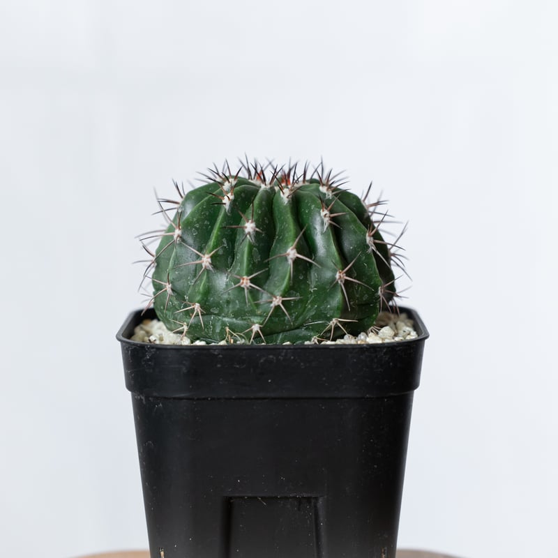 メロカクタス 層雲 実生 Melocactus amoenus サボテン 多肉植物 珍奇