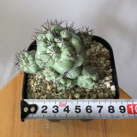 オルテゴカクタス マクドガリー 実生 Ortegocactus macdougallii 多肉植物 珍奇植物 静岡 ANTIDOTE 通販 S1480