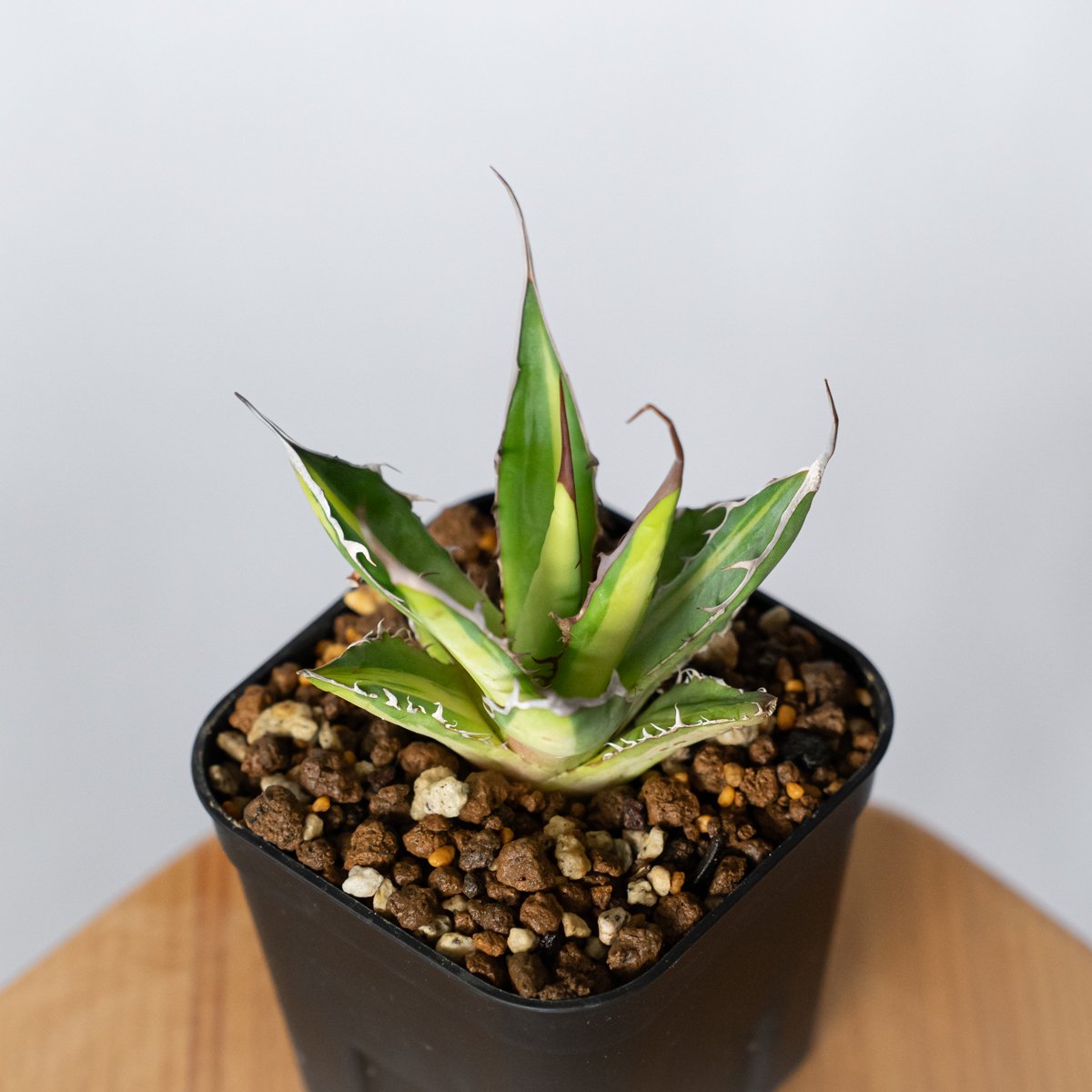 アガベ ホリダ 黄中斑 TC株【発根管理中】斑入り Agave horrida 多肉