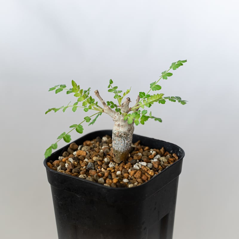 ボスウェリア ネグレクタ 実生 Boswellia neglecta 多肉植物 珍奇植物
