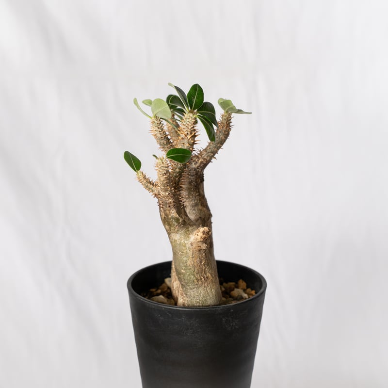 パキポディウム エニグマティクム 現地球 Pachypodium enigmaticum 塊根