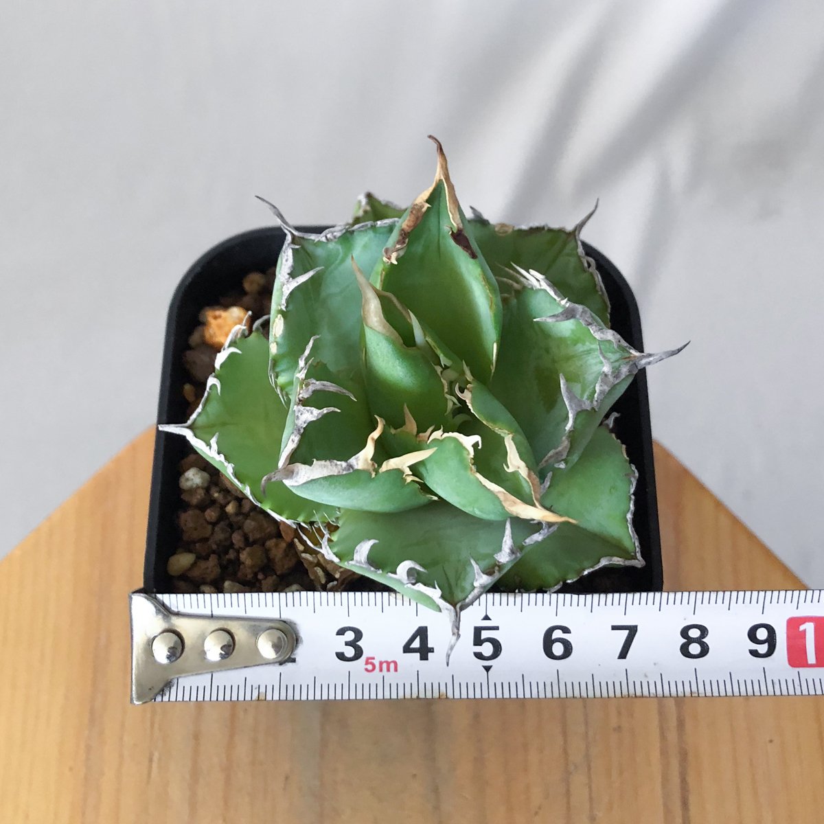 アガベ チタノタ フィリグリー OC株 agave titanota filigree 多肉植