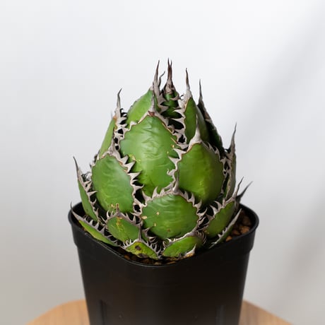 アガベホリダ | STORES