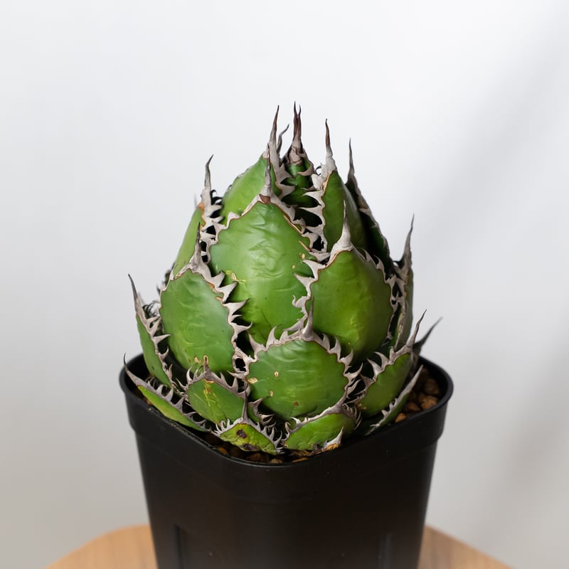 アガベ ホリダ 美株 OC株 Agave horrida 多肉植物 珍奇植物 静岡 ANTID
